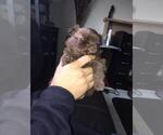 Puppy 1 Shih Tzu