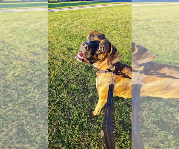 Medium Photo #3 Boxer-Unknown Mix Puppy For Sale in New London, WI, USA