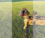 Small #2 Boxer Mix