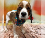 Small Photo #5 Cocker Spaniel Puppy For Sale in Arlington, VA, USA