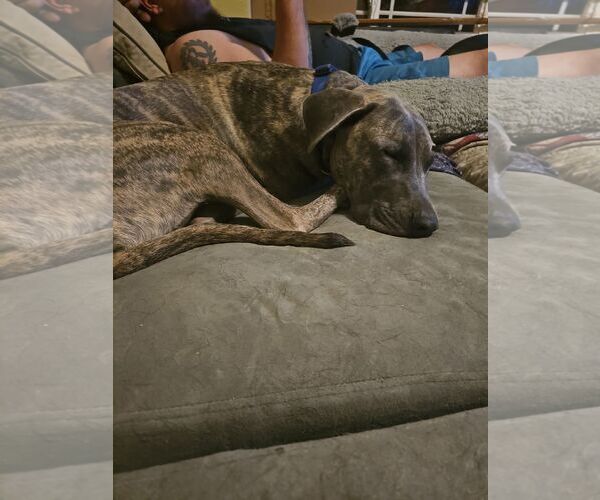 Medium Photo #7 Great Dane-Unknown Mix Puppy For Sale in Fort Collins, CO, USA