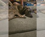Small #6 Great Dane Mix