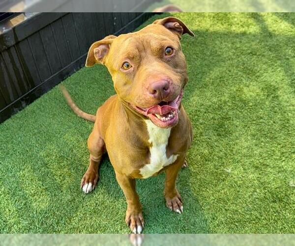 Medium Photo #2 American Pit Bull Terrier Puppy For Sale in Orange, CA, USA