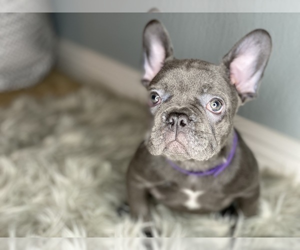 Medium Photo #2 French Bulldog Puppy For Sale in HOLLISTER, CA, USA