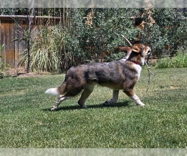 Medium Photo #2 Mutt Puppy For Sale in Denver , CO, USA
