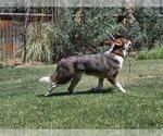 Small #1 Mutt