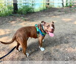 Small #13 American Staffordshire Terrier