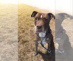Small #1 American Pit Bull Terrier Mix