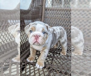 Bulldog Litter for sale in RIVERSIDE, CA, USA