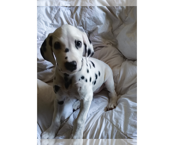 Medium Photo #5 Dalmatian Puppy For Sale in CHARLOTTE, NC, USA