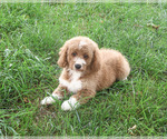 Image preview for Ad Listing. Nickname: Lenny