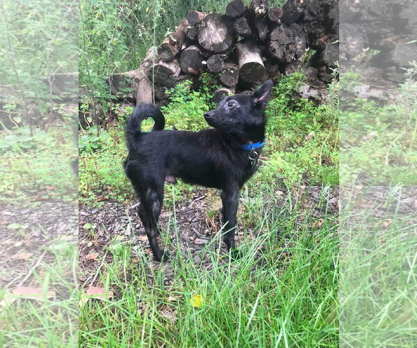 Medium Photo #2 Chihuahua-Unknown Mix Puppy For Sale in Germantown, OH, USA