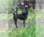 Small #1 Chihuahua Mix