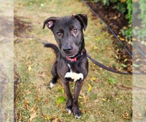 American Pit Bull Terrier-Labrador Retriever Mix Dogs for adoption in Minneapolis, MN, USA