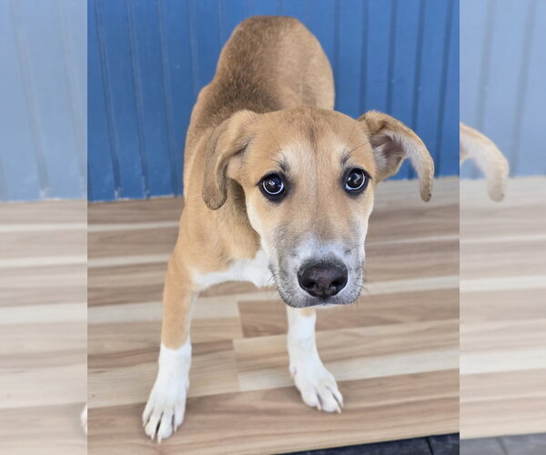 Medium Photo #2 Labrador Retriever-Unknown Mix Puppy For Sale in Lakewood, CO, USA