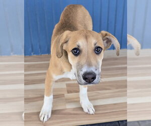 Mystique - Female Labrador Retriever-Unknown Mix Dog for Adoption - Photo #2
