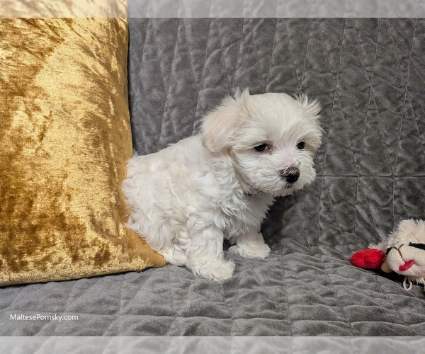 Medium Photo #6 Maltese Puppy For Sale in OCALA, FL, USA
