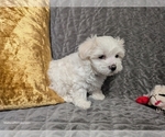 Puppy Brenda Maltese