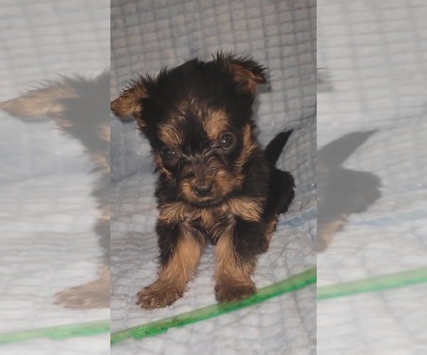 Medium Photo #36 Yorkshire Terrier Puppy For Sale in AKRON, OH, USA