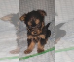 Small Photo #263 Yorkshire Terrier Puppy For Sale in AKRON, OH, USA