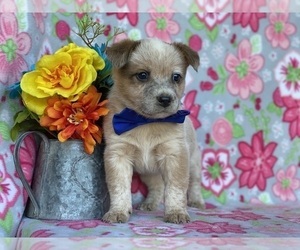 Australian Cattle Dog Puppy for sale in LANCASTER, PA, USA