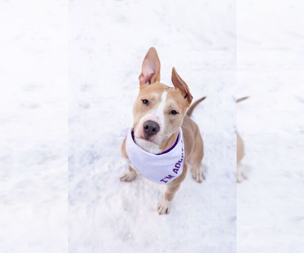 Medium Photo #12 Mutt Puppy For Sale in Crete, IL, USA