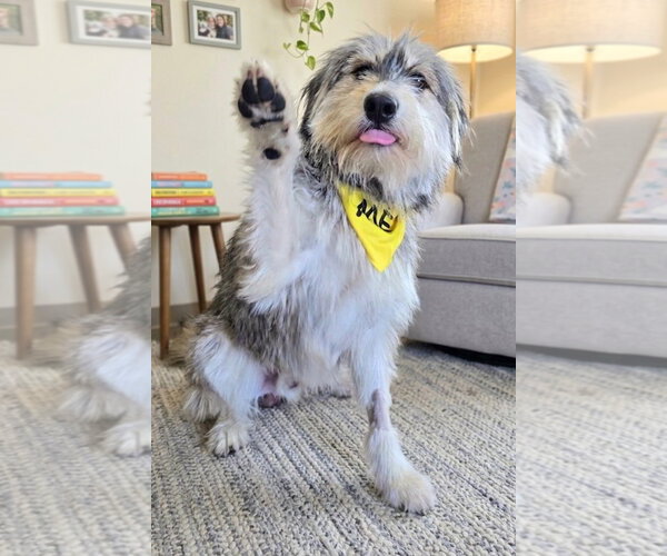 Medium Photo #4 Irish Wolfhound-Unknown Mix Puppy For Sale in Newport Beach, CA, USA