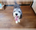 Small Photo #102 Bernedoodle (Miniature) Puppy For Sale in BLACK FOREST, CO, USA