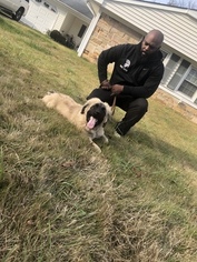 Caucasian Shepherd Dog Puppy for sale in BOWIE, MD, USA
