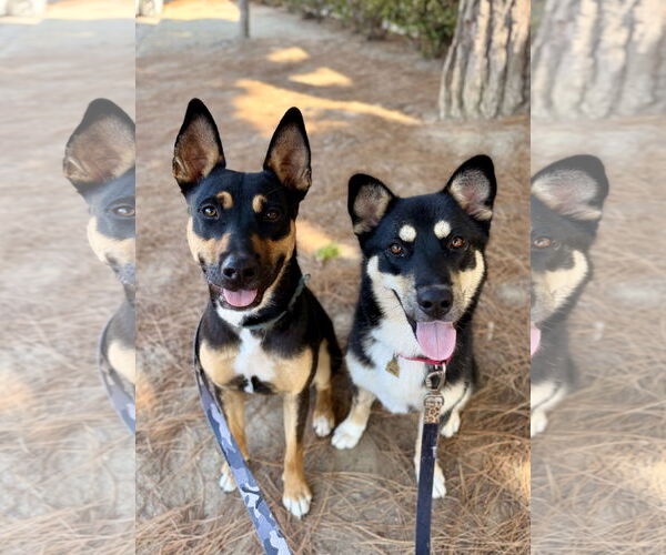 Medium Photo #3 Mutt Puppy For Sale in Seal Beach, CA, USA