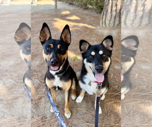 Felix - Male Mutt Dog for Adoption - Photo #3