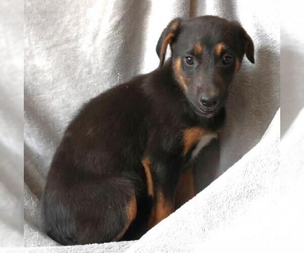 Medium Photo #1 Mutt Puppy For Sale in Thief River Falls, MN, USA