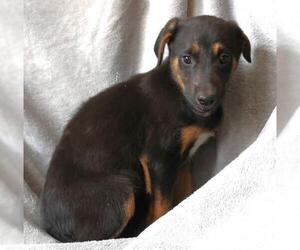 Mutt Dogs for adoption in Thief River Falls, MN, USA