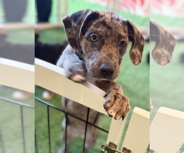 Medium Photo #5 Catahoula Leopard Dog-Unknown Mix Puppy For Sale in Sanford, FL, USA
