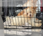 Small #1 Cocker Spaniel-Poodle (Miniature) Mix