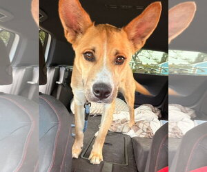 Mutt Dogs for adoption in Santa Clarita, CA, USA