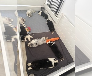 Australian Shepherd Litter for sale in BALLSTON LAKE, NY, USA