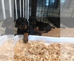 Small Photo #7 Doberman Pinscher Puppy For Sale in BROUSSARD, LA, USA