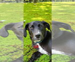 Small #7 Labrador Retriever Mix
