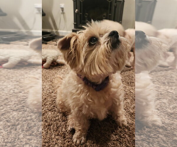 Medium Photo #7 Shih Tzu-Unknown Mix Puppy For Sale in Pottstown, PA, USA