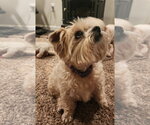 Small #6 Shih Tzu Mix