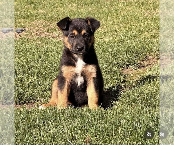 Medium Photo #1 German Shepherd Dog-Unknown Mix Puppy For Sale in Dana Point, CA, USA