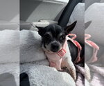 Small Chihuahua Mix