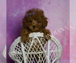Small Photo #67 Poodle (Miniature) Puppy For Sale in WARSAW, IN, USA