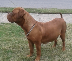 Mother of the Dogue de Bordeaux puppies born on 03/30/2016