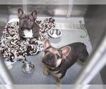 Small French Bulldog
