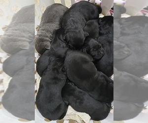 Medium Labrador Retriever