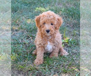 Poodle (Toy) Puppy for sale in BARNESVILLE, KS, USA