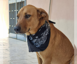 Mutt Dog for Adoption in Catania, Sicily Italy