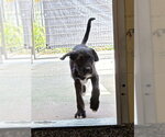Small Mutt